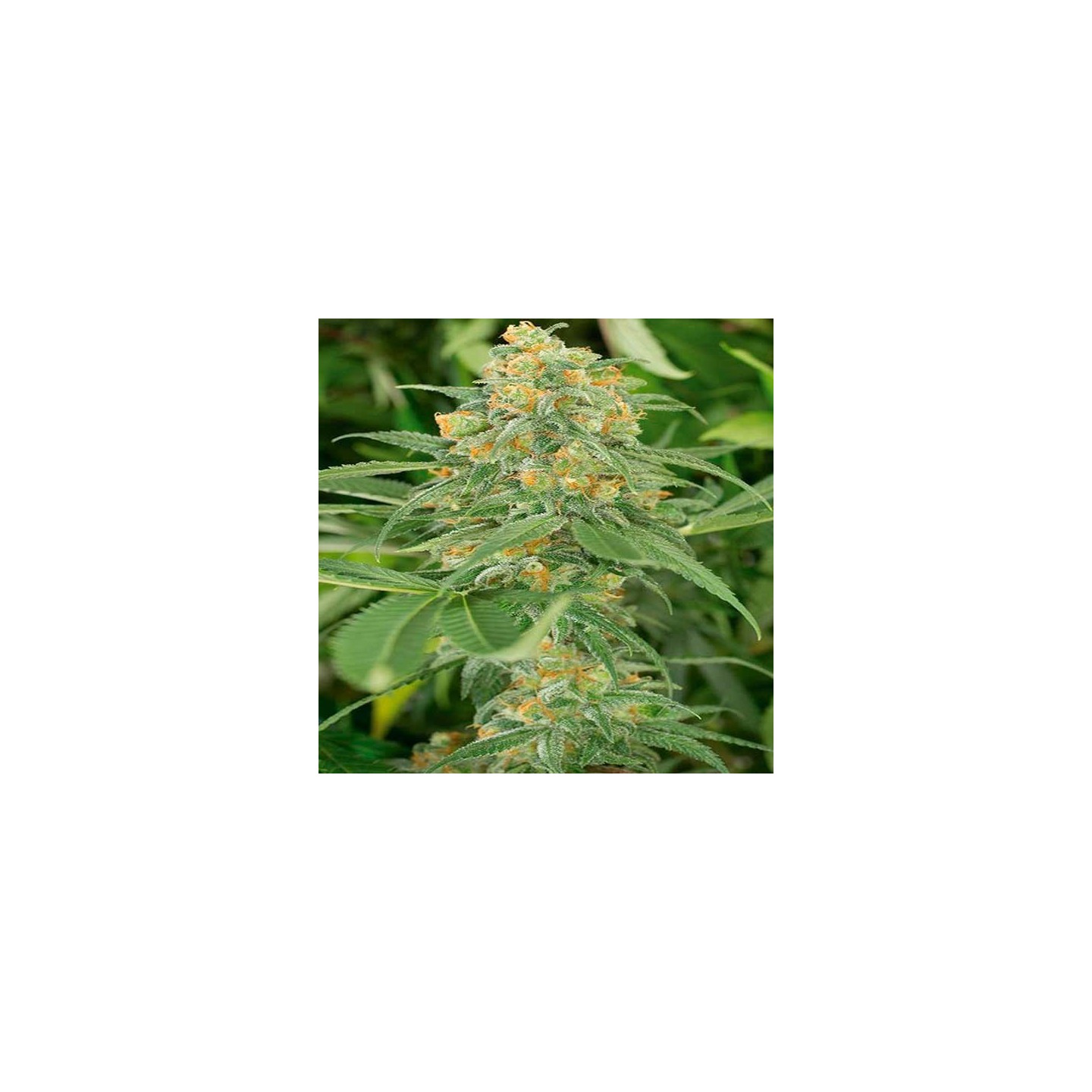 Green Crack Feminizada de Humboldt Seeds