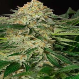 Lemon Garlic Og Feminizada de Humboldt Seeds