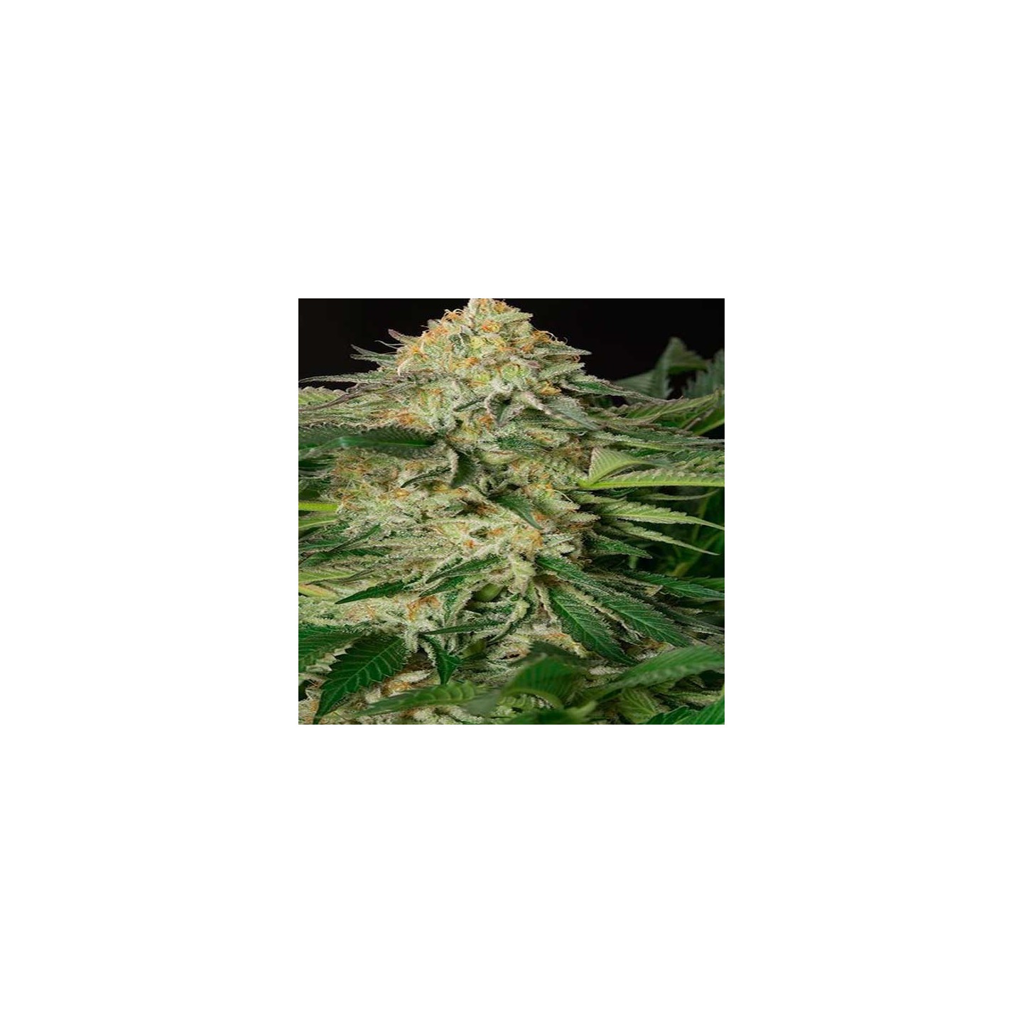 Lemon Garlic Og Feminizada de Humboldt Seeds