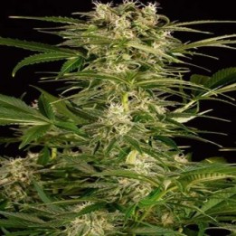 Lemon Juice Express Autofloreciente Feminizada de Humboldt Seeds