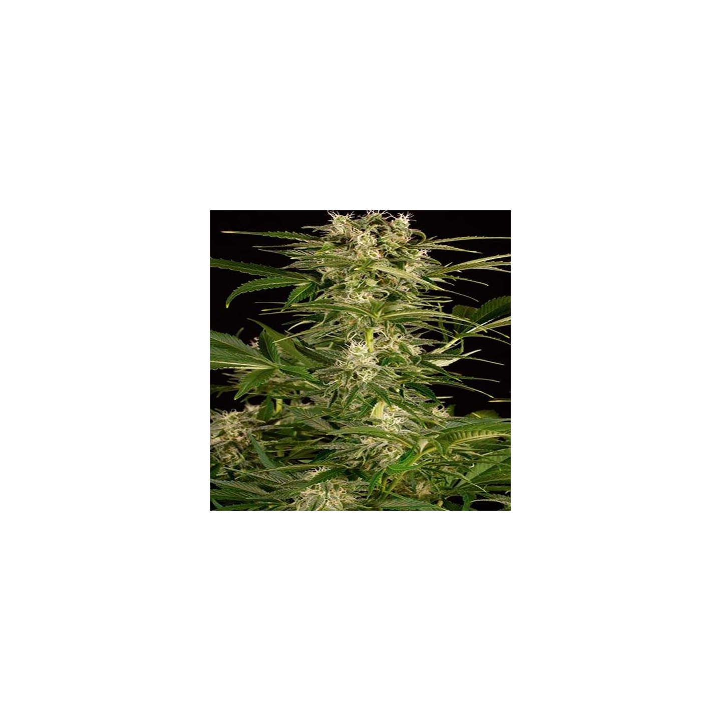 Lemon Juice Express Autofloreciente Feminizada de Humboldt Seeds
