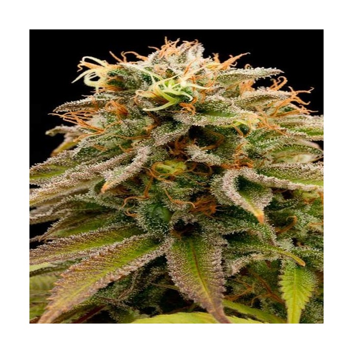Lemon Thai Kush Feminizada de Humboldt Seeds