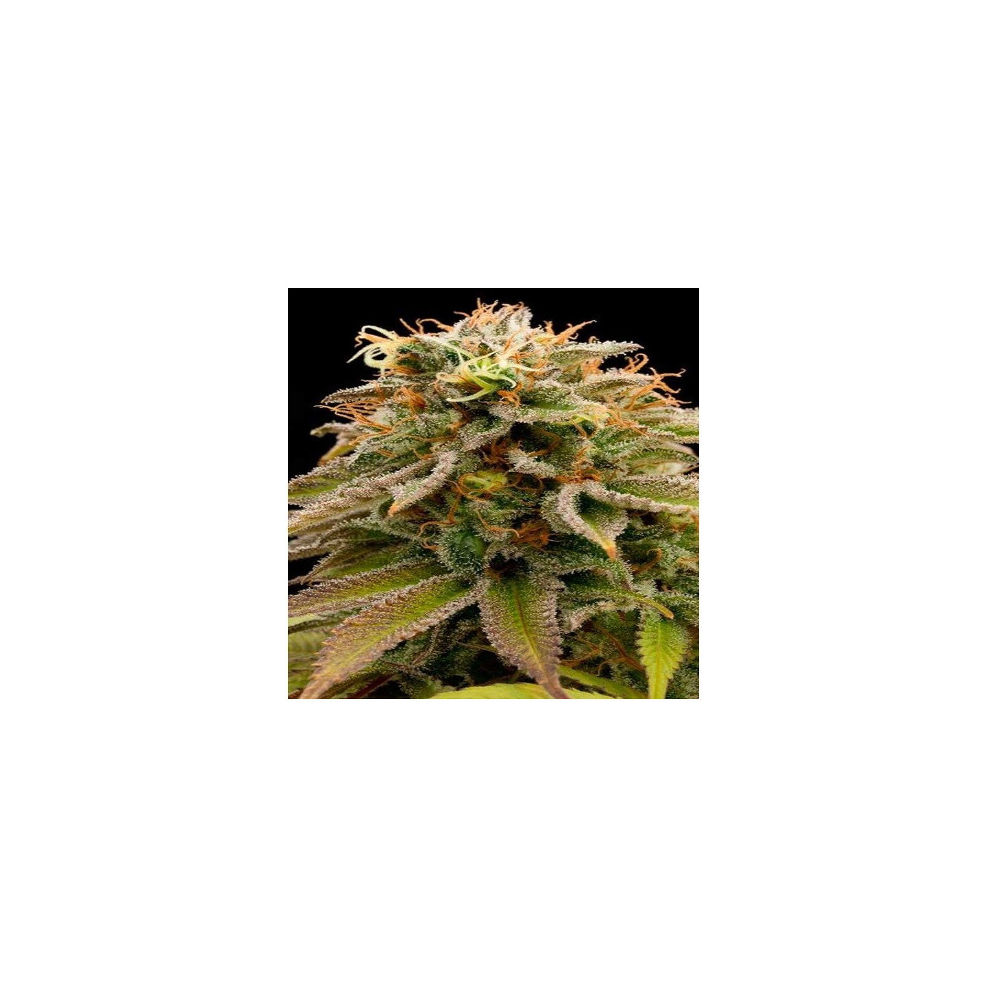 Lemon Thai Kush Feminizada de Humboldt Seeds