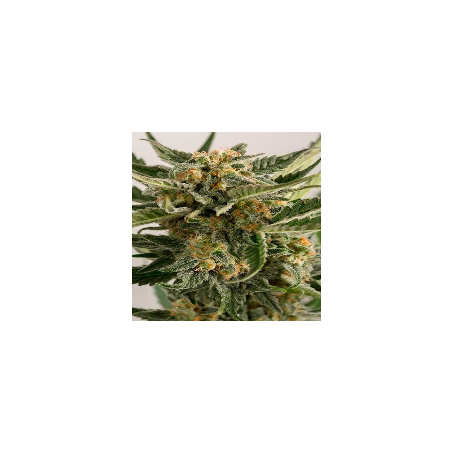 Loast Coast Skunk Autofloreciente Feminizada de Humboldt Seeds