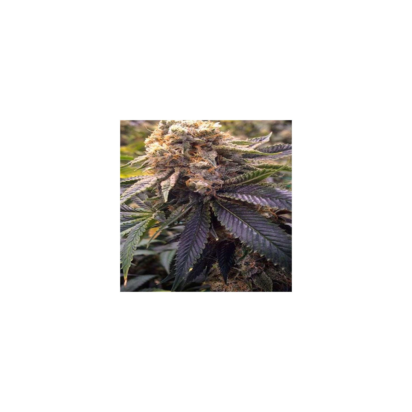 Lost Coast Hashplant Feminizada de Humboldt Seeds