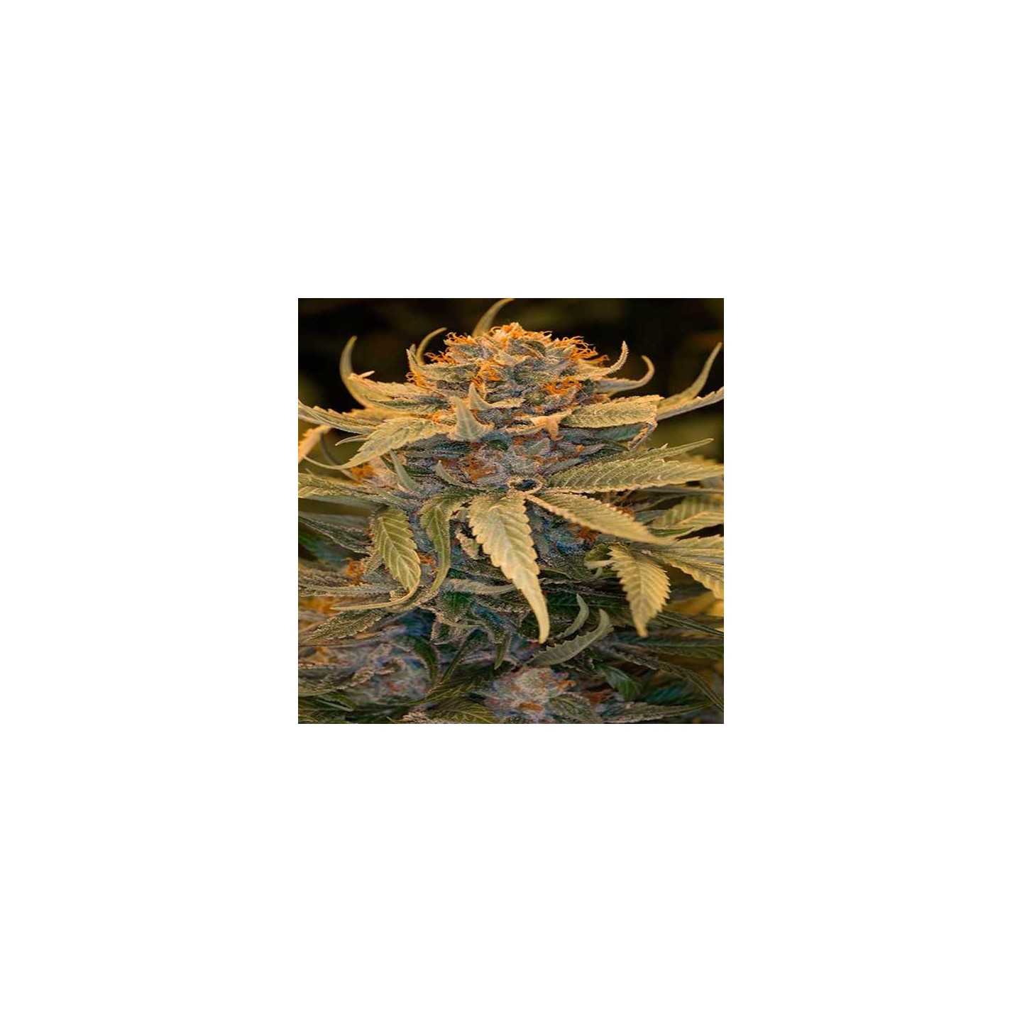 Lost Coast Og Feminizada de Humboldt Seeds