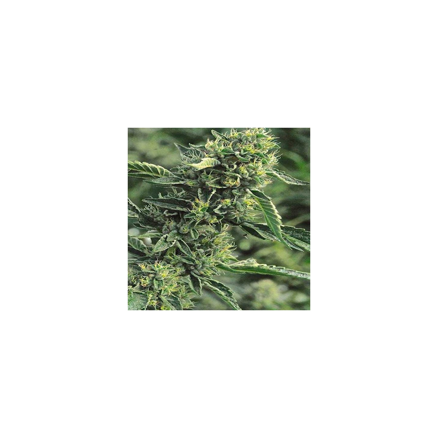 OG Kush Feminizada de Humboldt Seeds