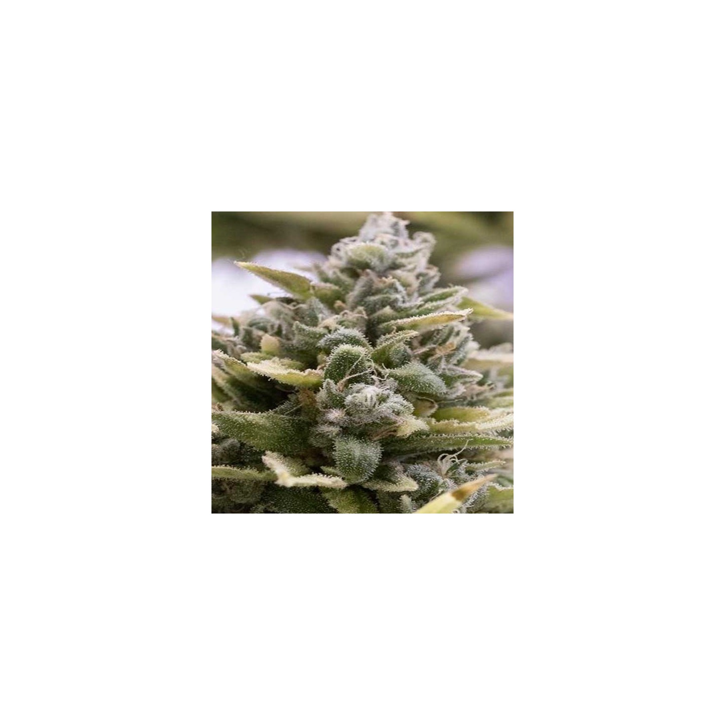 OG Kush Autofloreciente Feminizada de Humboldt Seeds