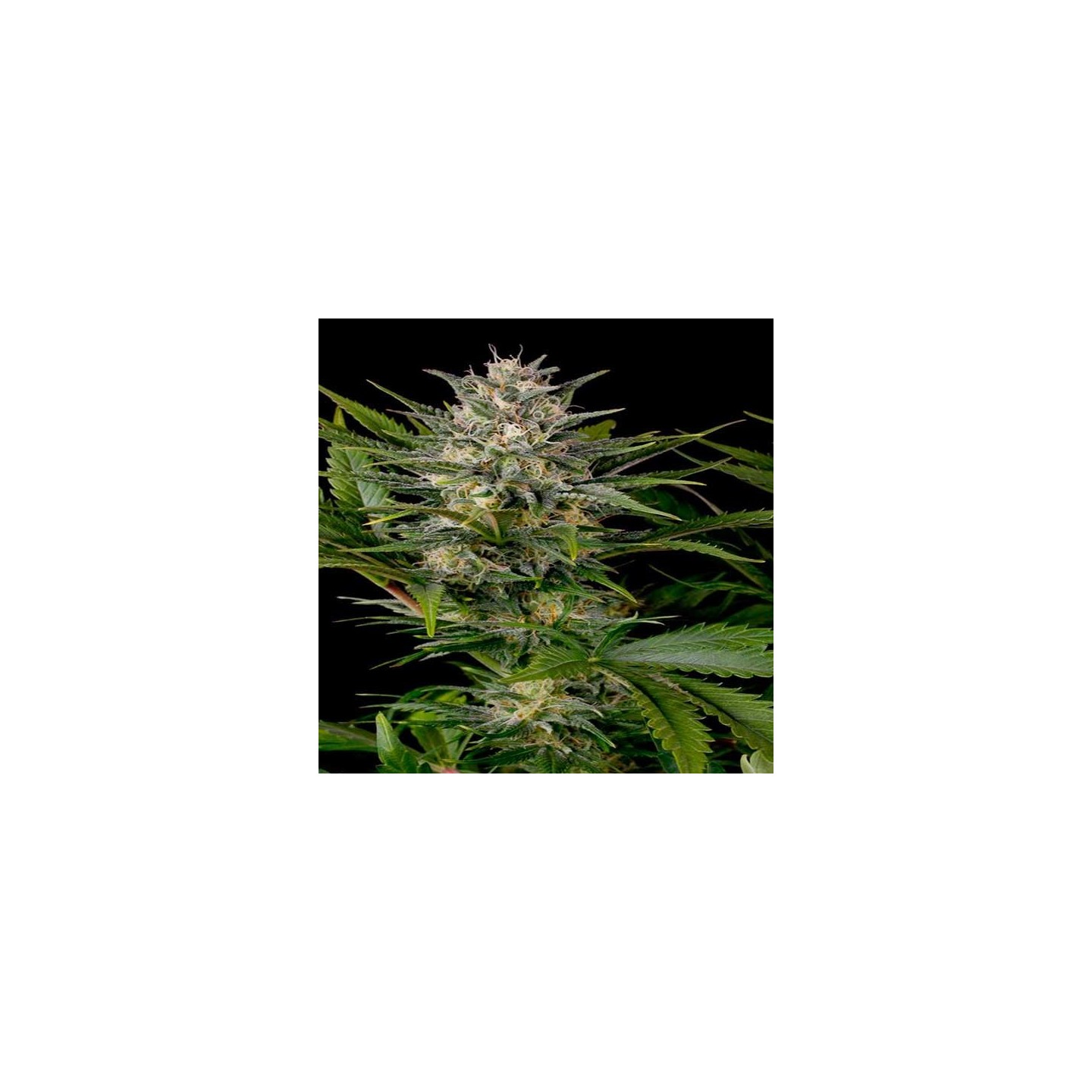 Pineapple Skunk Feminizada de Humboldt Seeds