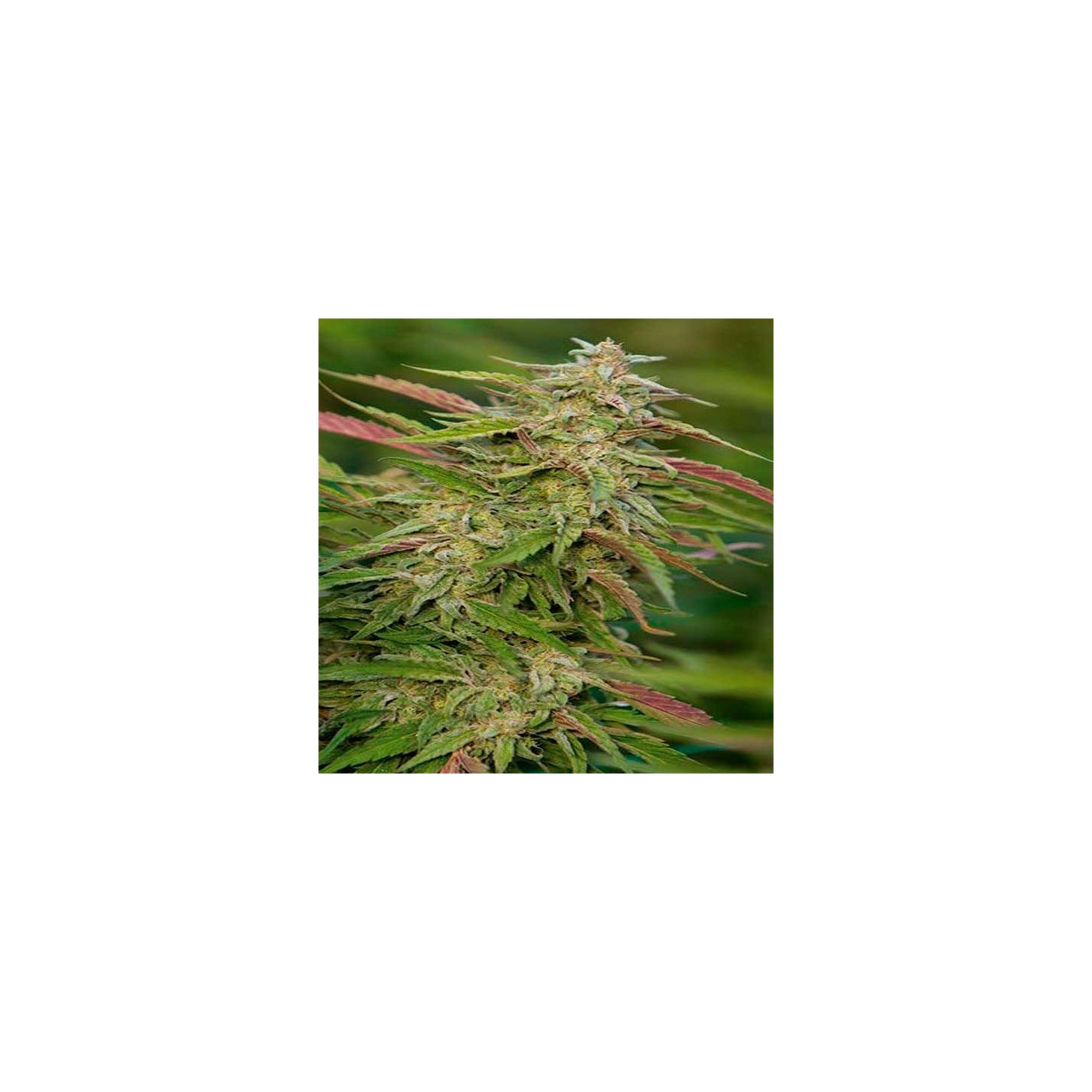 Purple Trainwreck Feminizada de Humboldt Seeds