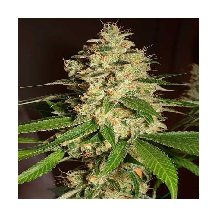 Raspberry Diesel Feminizada de Humboldt Seeds
