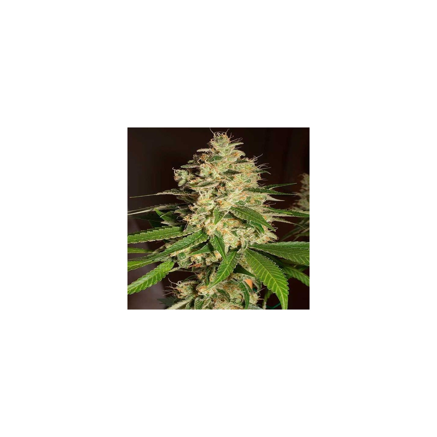 Raspberry Diesel Feminizada de Humboldt Seeds