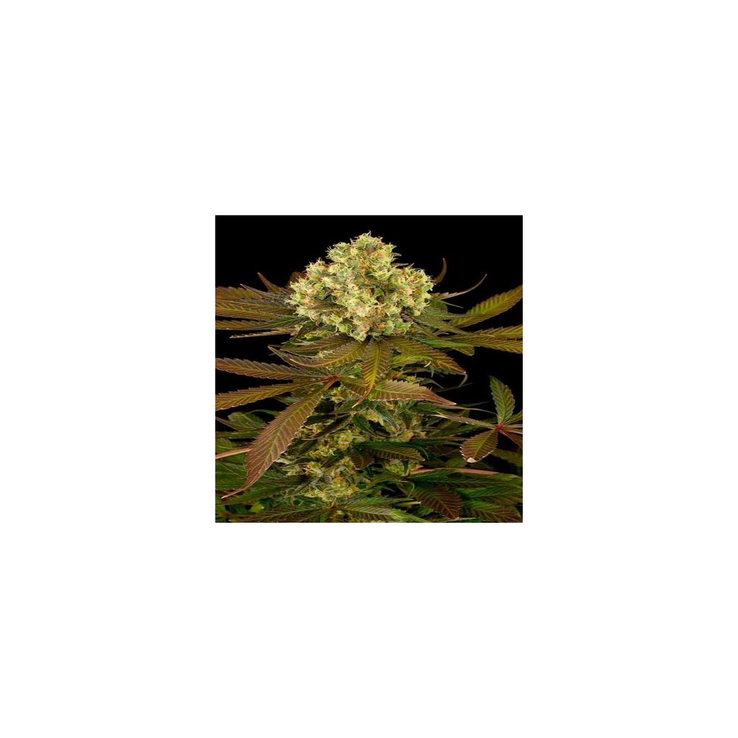 Sour Blueberry Feminizada de Humboldt Seeds