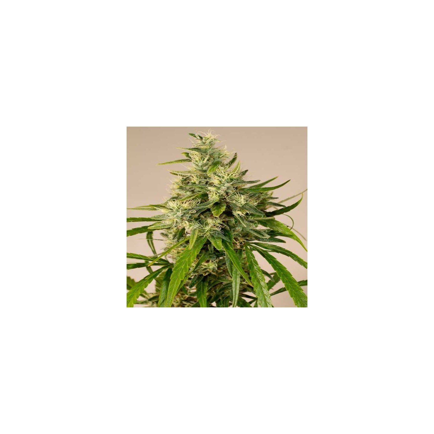 Trainwreck Feminizada de Humboldt Seeds