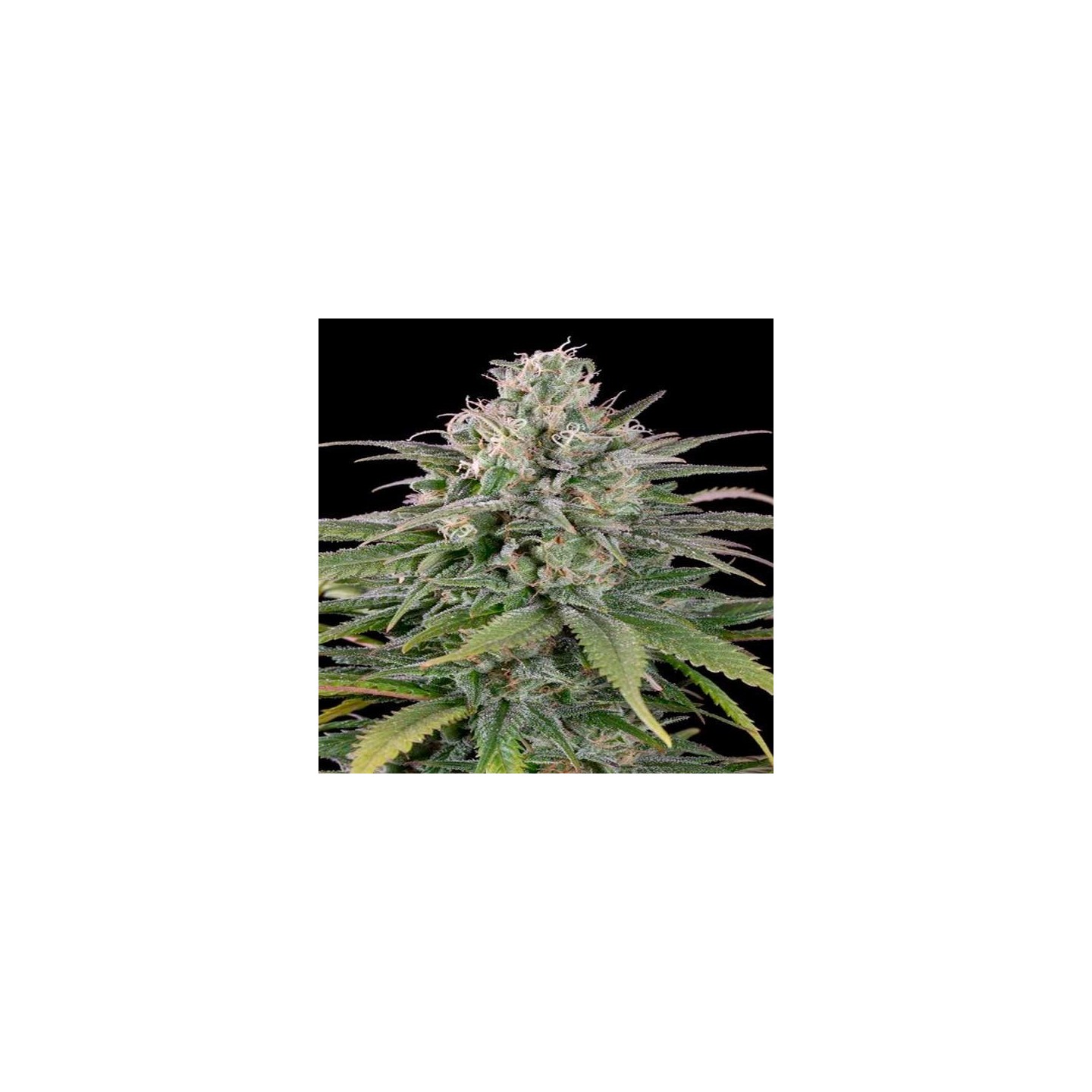 UK Cheese Autofloreciente Feminizada de Humboldt Seeds