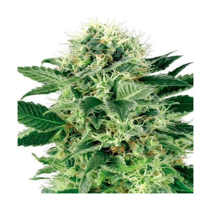 Northern Lights Autofloreciente Feminizada de Sensi Seeds