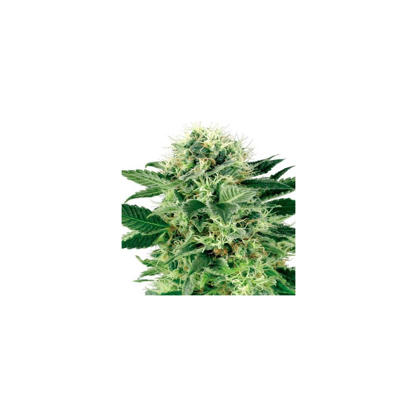 Northern Lights Autofloreciente Feminizada de Sensi Seeds