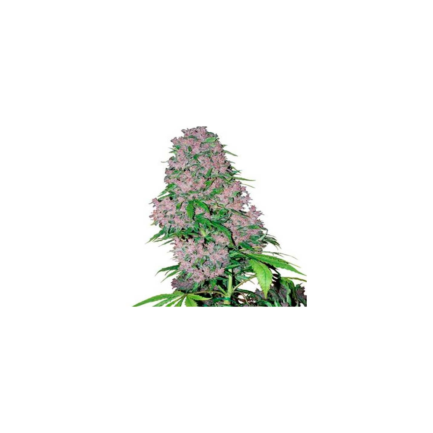 Purple Bud Feminizada de Sensi White Label