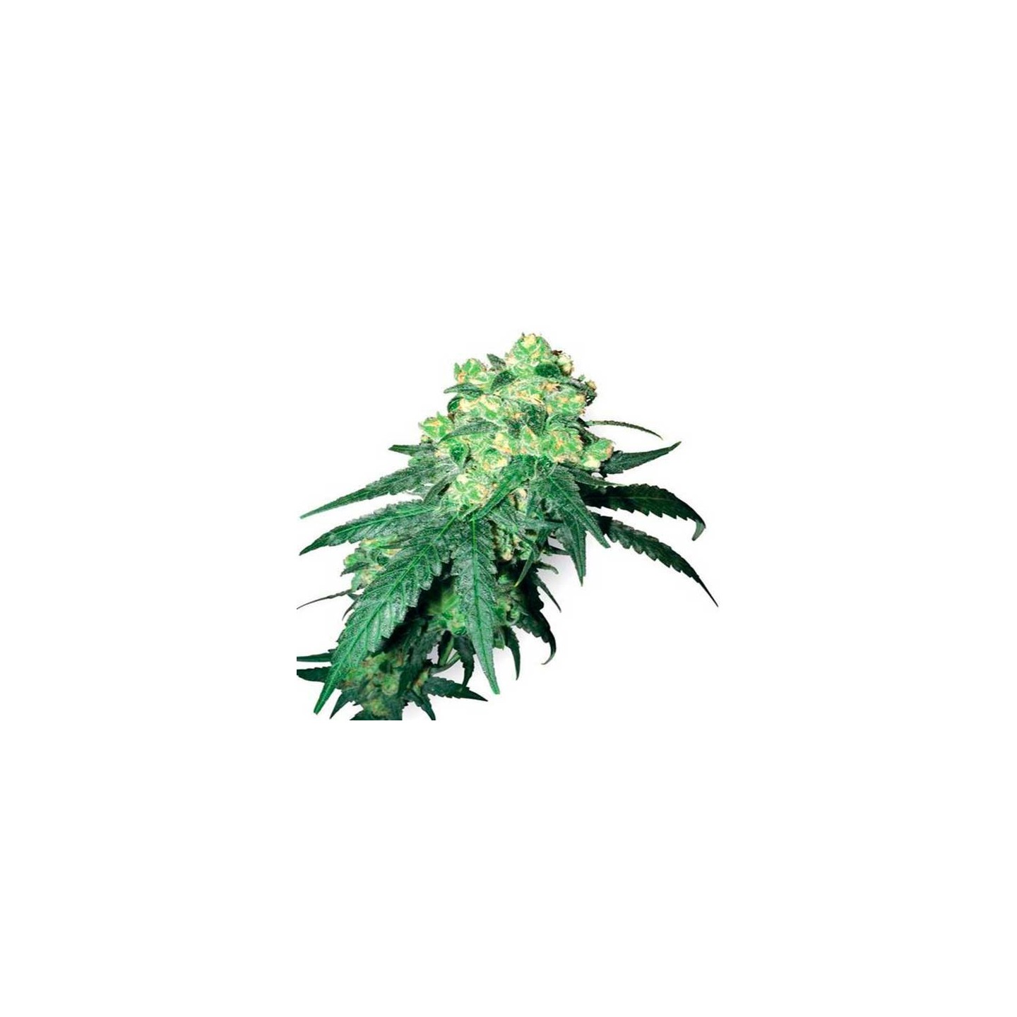 White Label Rhino Regular de Sensi White Label