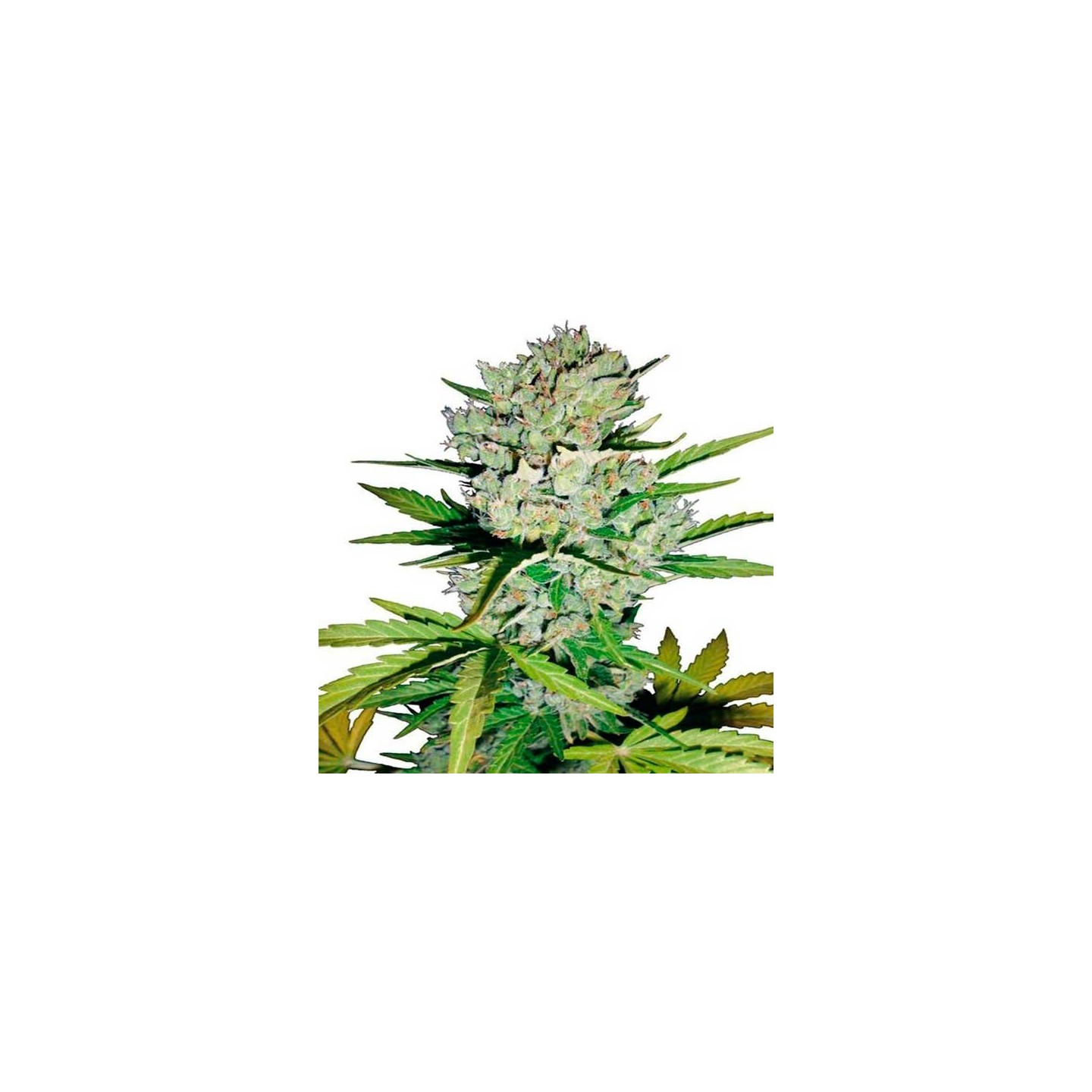 Super Skunk Autofloreciente Feminizada de Sensi White Label