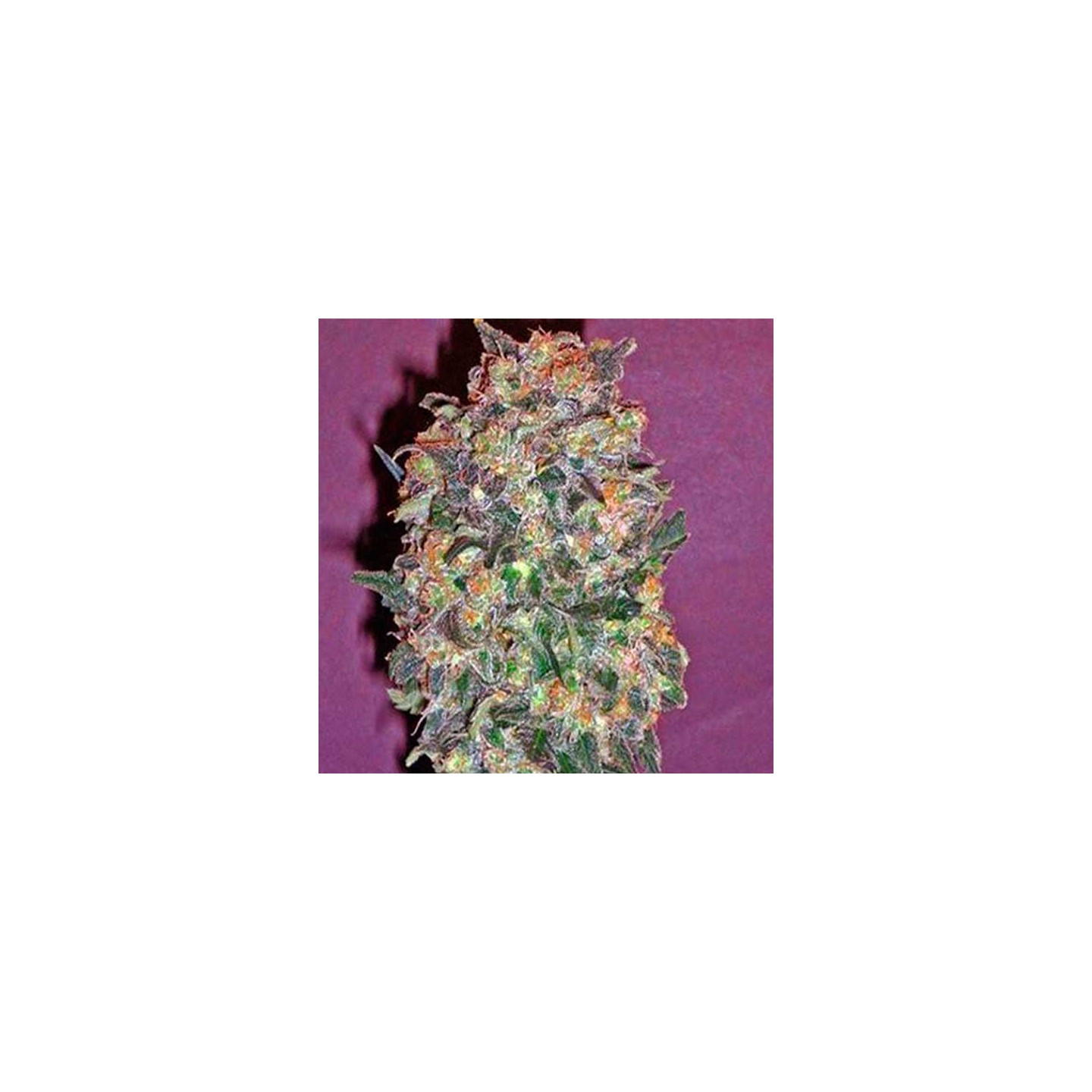 Chocolate Kush Feminizada de 