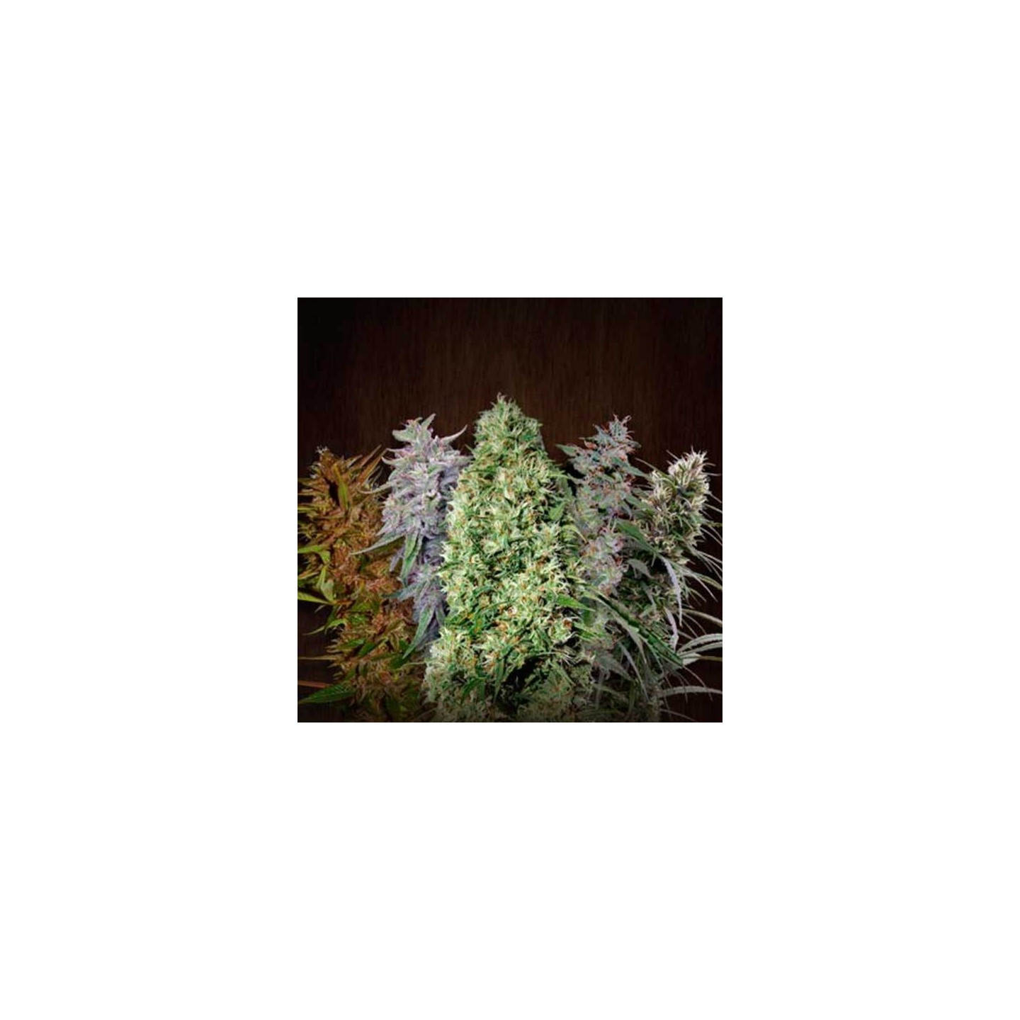 Ace Mix Feminizada de Ace Seeds