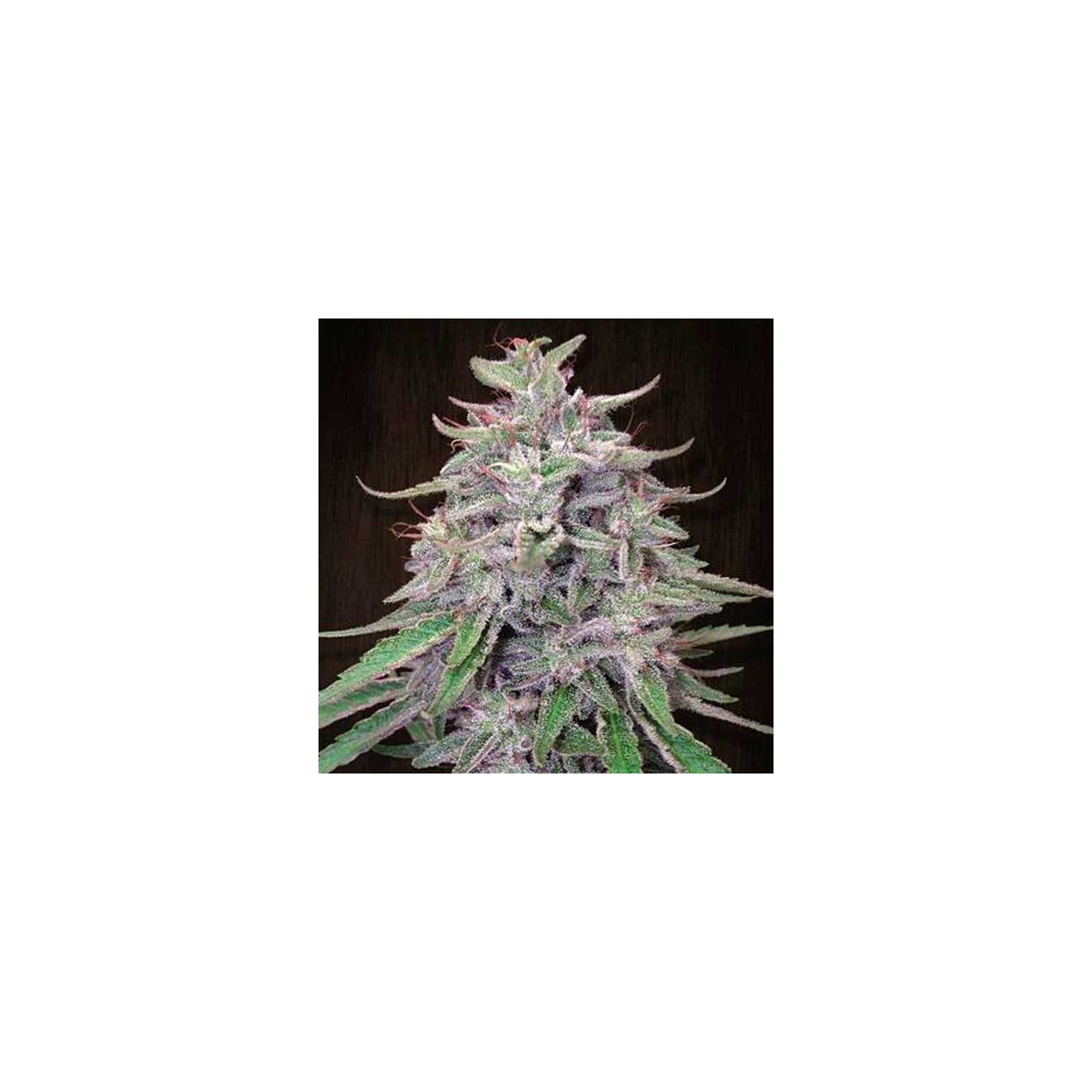 Bangi Haze Feminizada de Ace Seeds