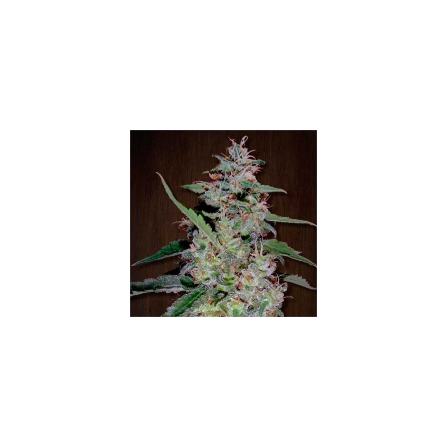 China Yunnan Feminizada de Ace Seeds