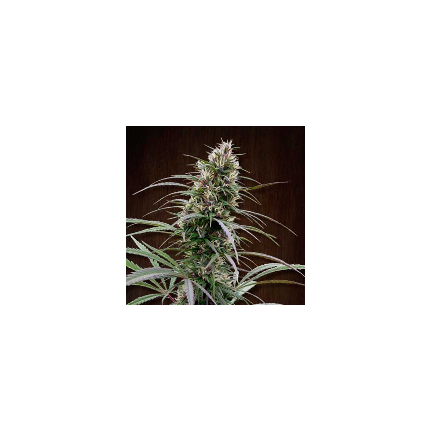Congo Feminizada de Ace Seeds