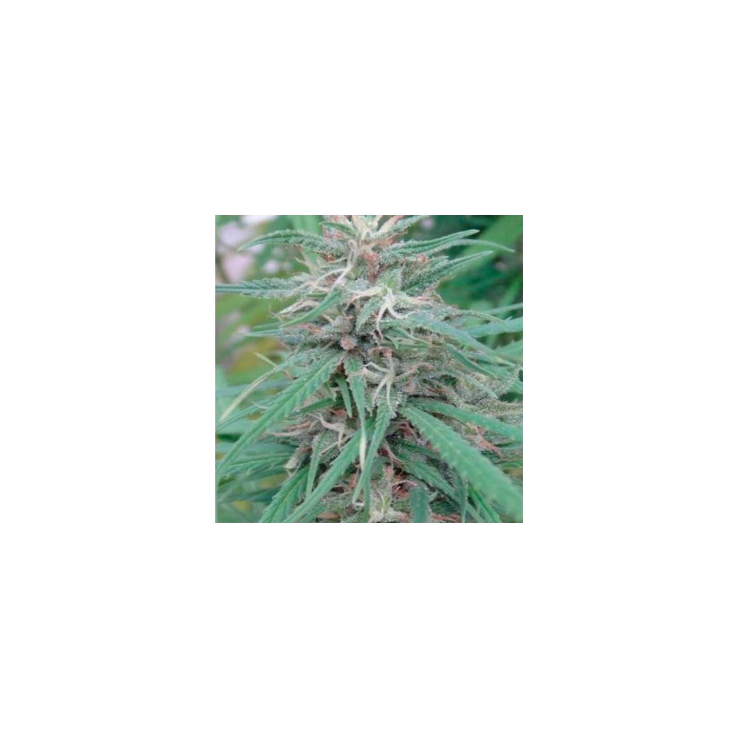 Golden Tiger Feminizada de Ace Seeds