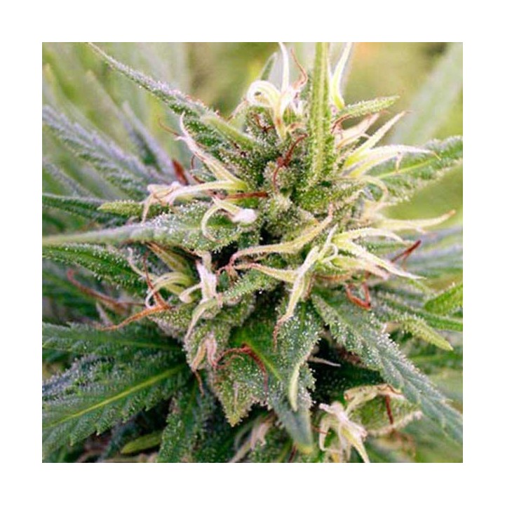 Guatemala Regular de Ace Seeds