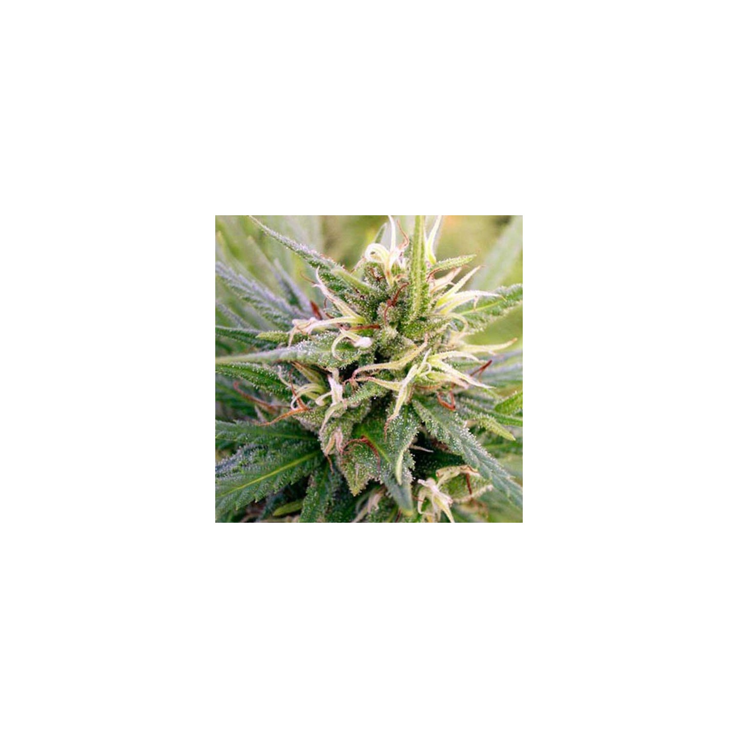 Guatemala Regular de Ace Seeds