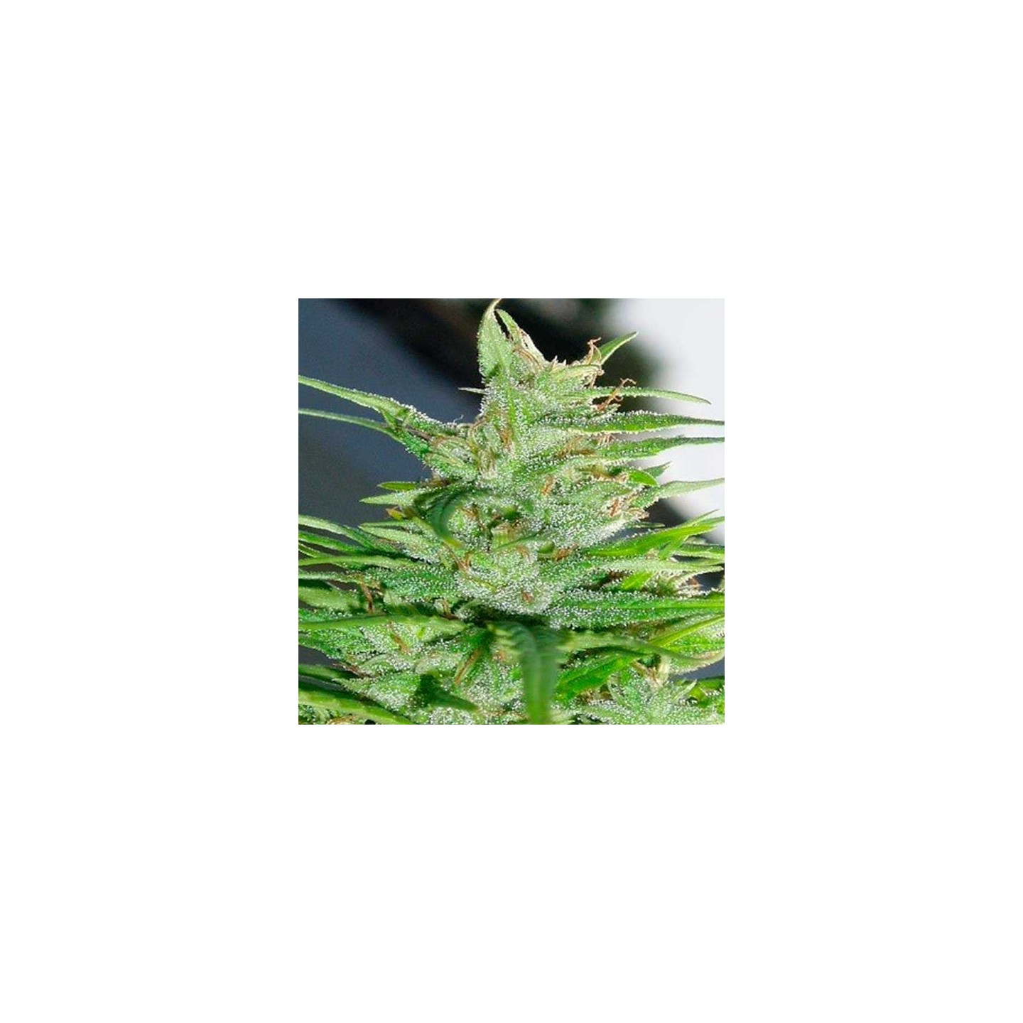 Guawi Feminizada de Ace Seeds