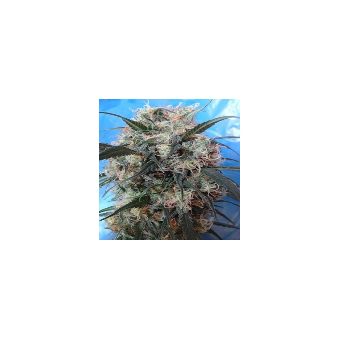 Kali China Feminizada de Ace Seeds