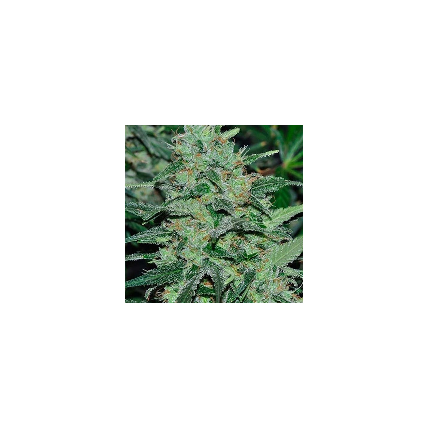 Malawi Feminizada de Ace Seeds