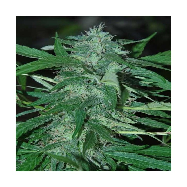 Nepal Haze Regular de Ace Seeds
