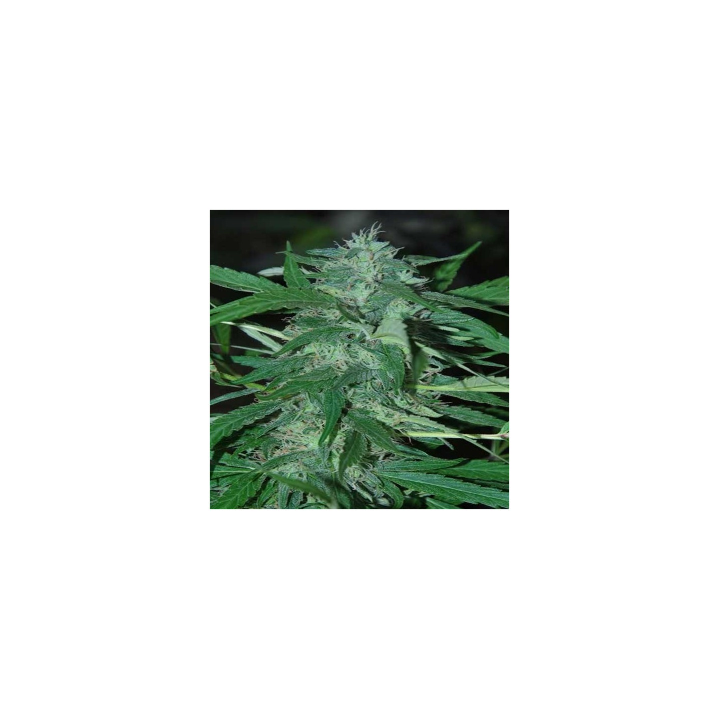 Nepal Haze Regular de Ace Seeds