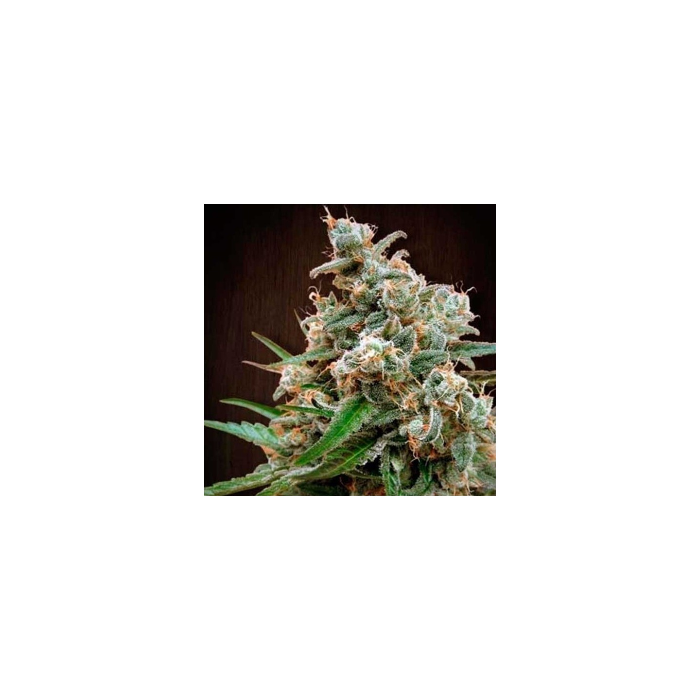 Nepalese Jam Feminizada de Ace Seeds