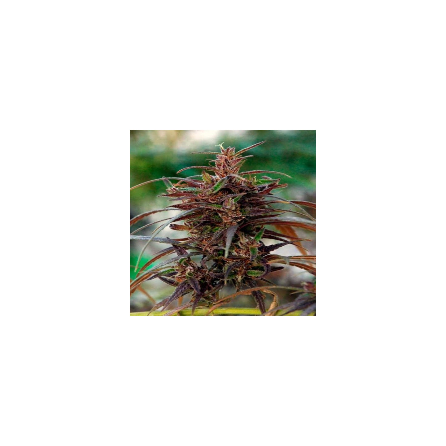 Oldtimers Haze Regular de Ace Seeds