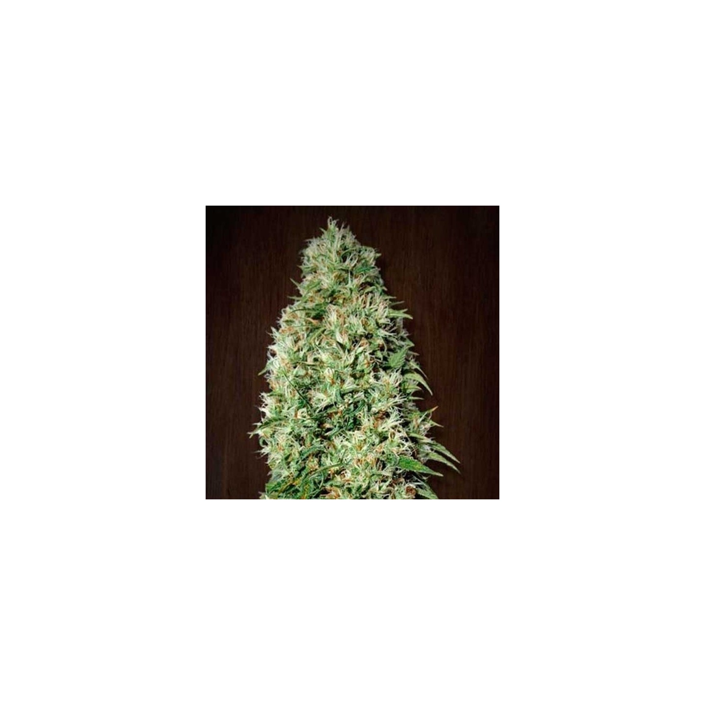 Orient Express Feminizada de Ace Seeds
