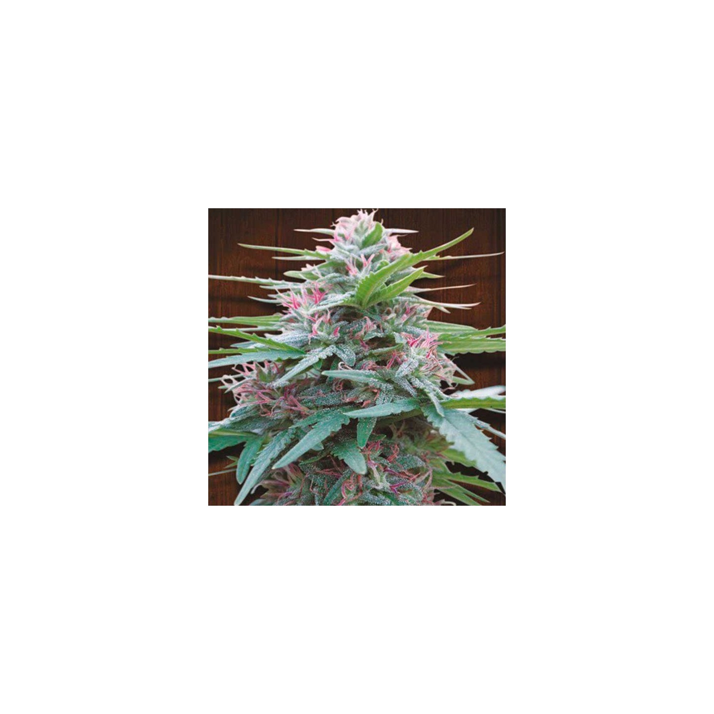 Panama Feminizada de Ace Seeds