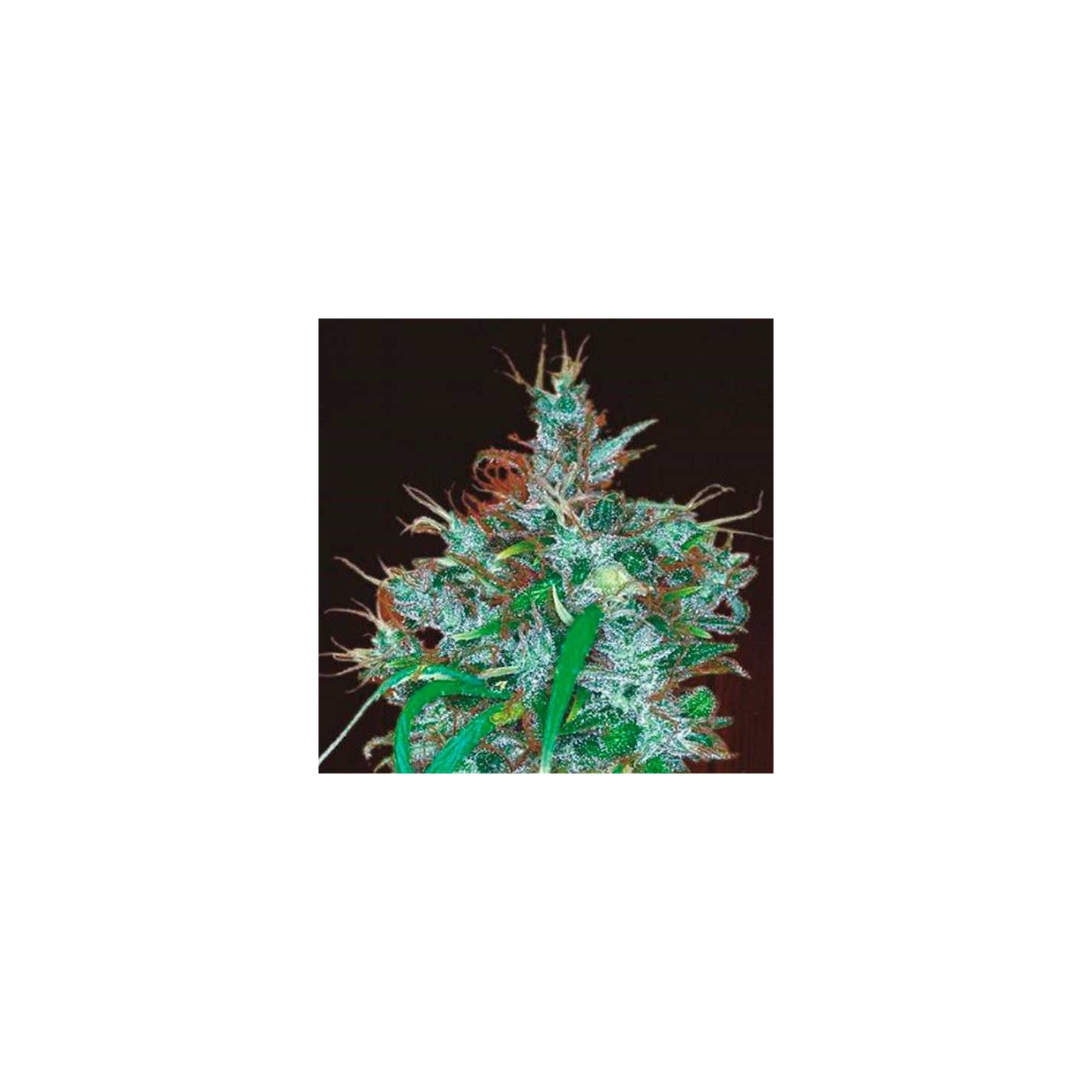 Panama Haze Feminizada de Ace Seeds