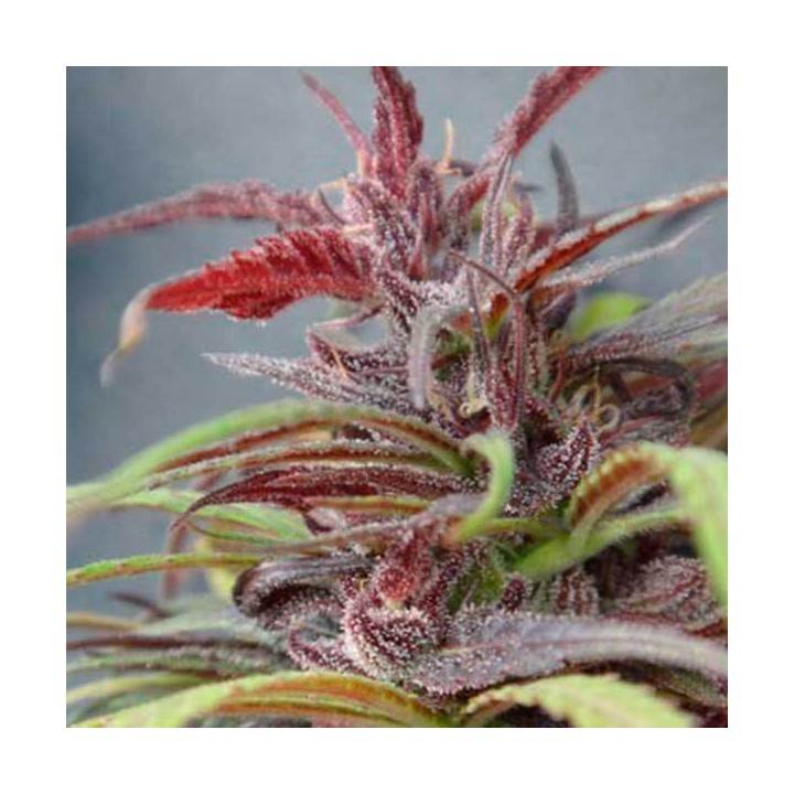 Purple Haze Regular de Ace Seeds