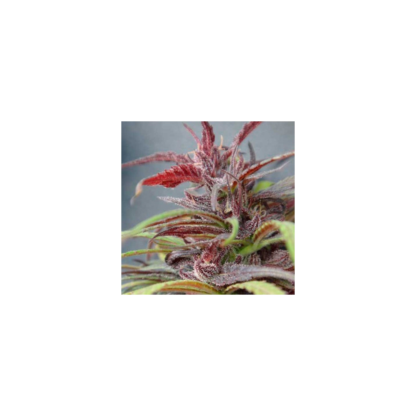 Purple Haze Regular de Ace Seeds