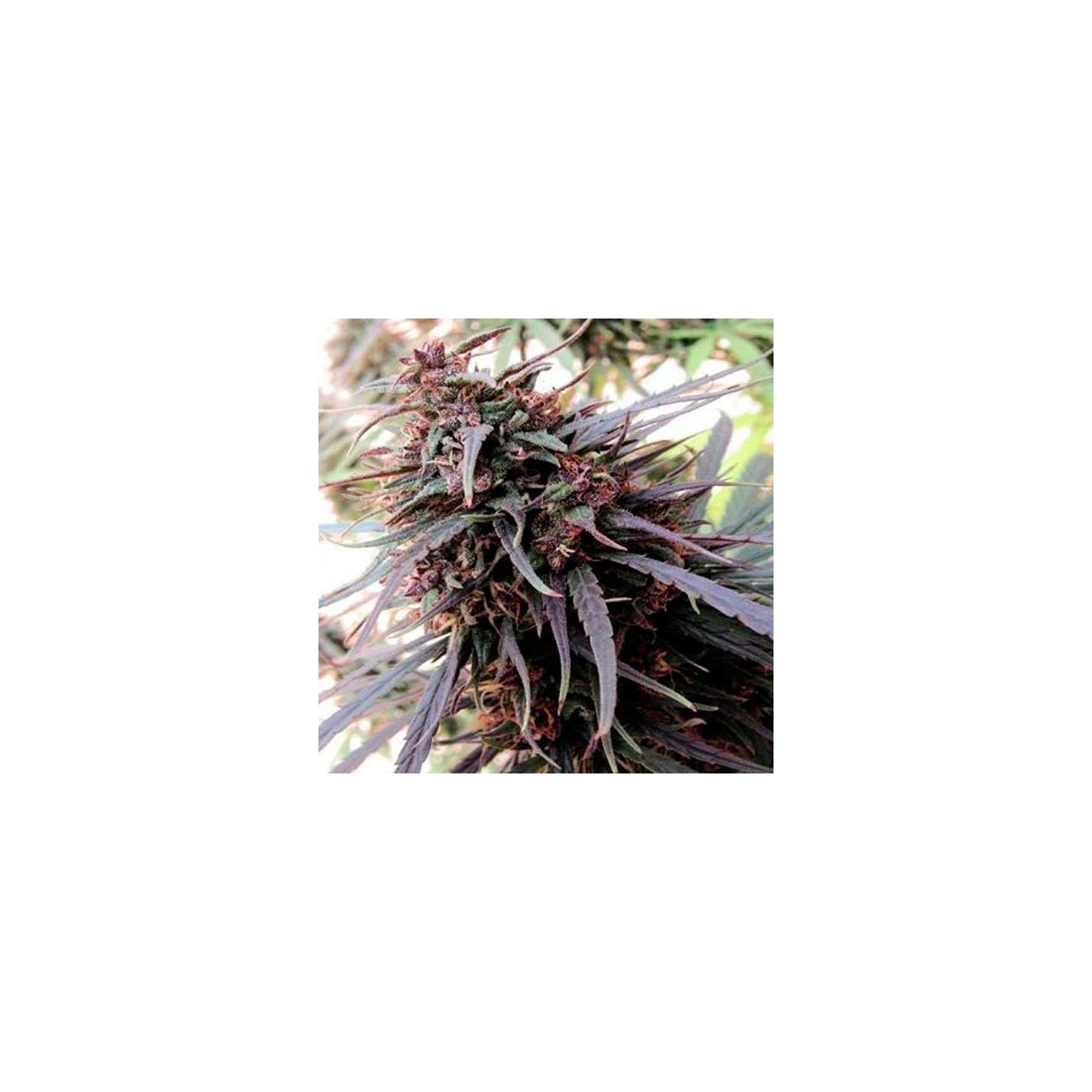 Purple Haze X Malawi Feminizada de Ace Seeds
