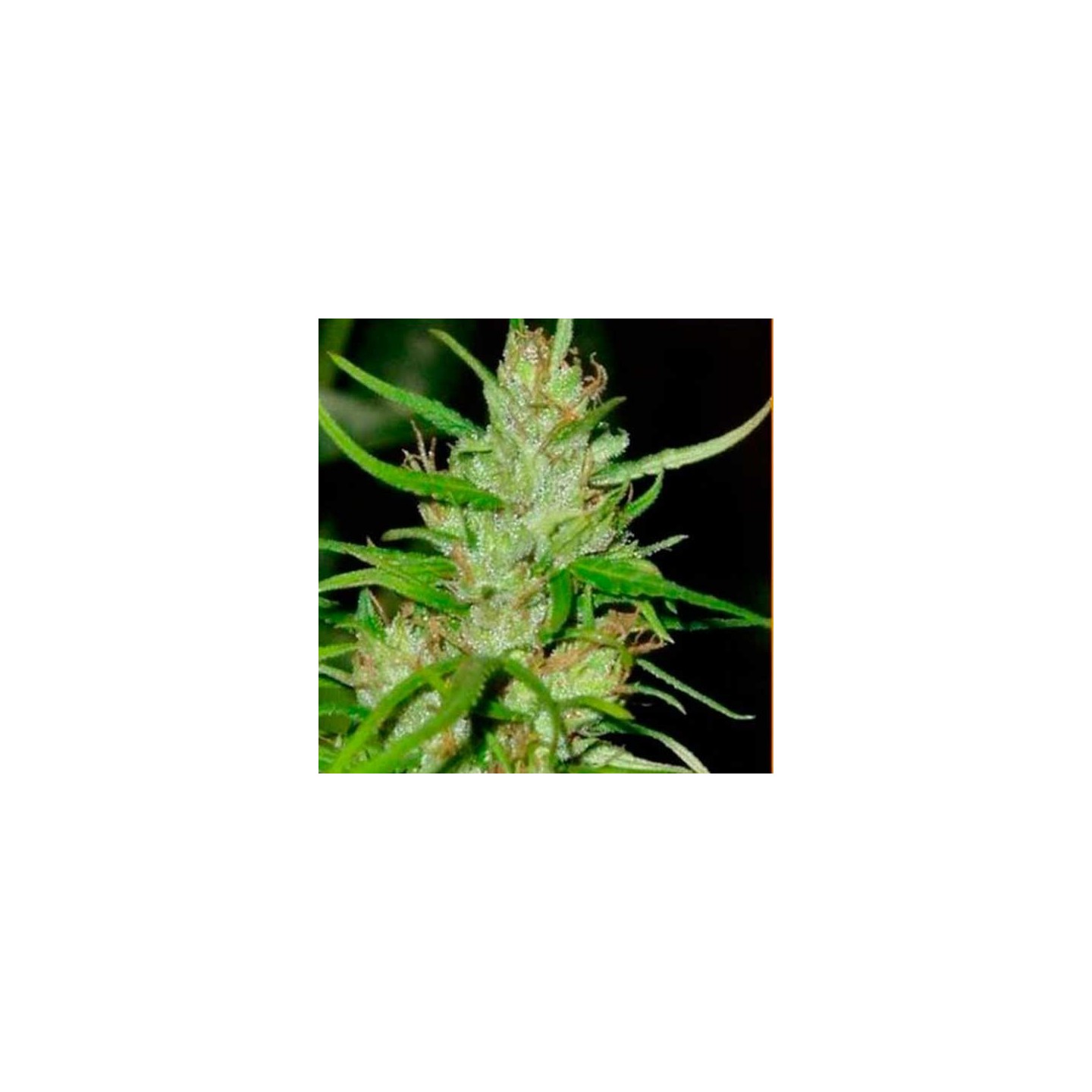 Tikal Feminizada de Ace Seeds