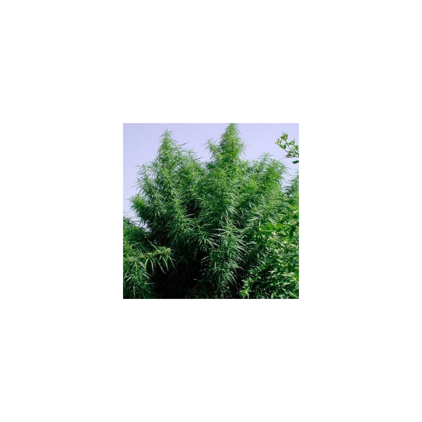 Tropical Mix Feminizada de Ace Seeds