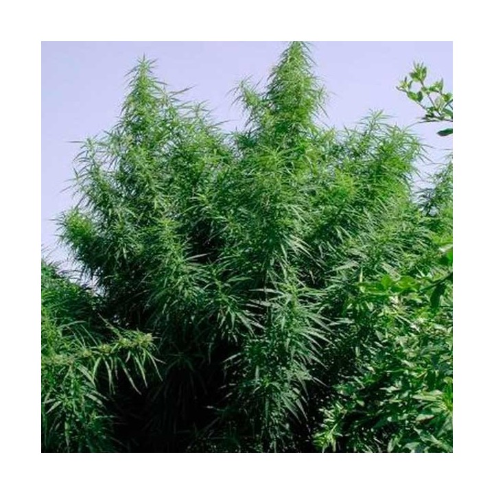 Tropical Mix Regular de Ace Seeds