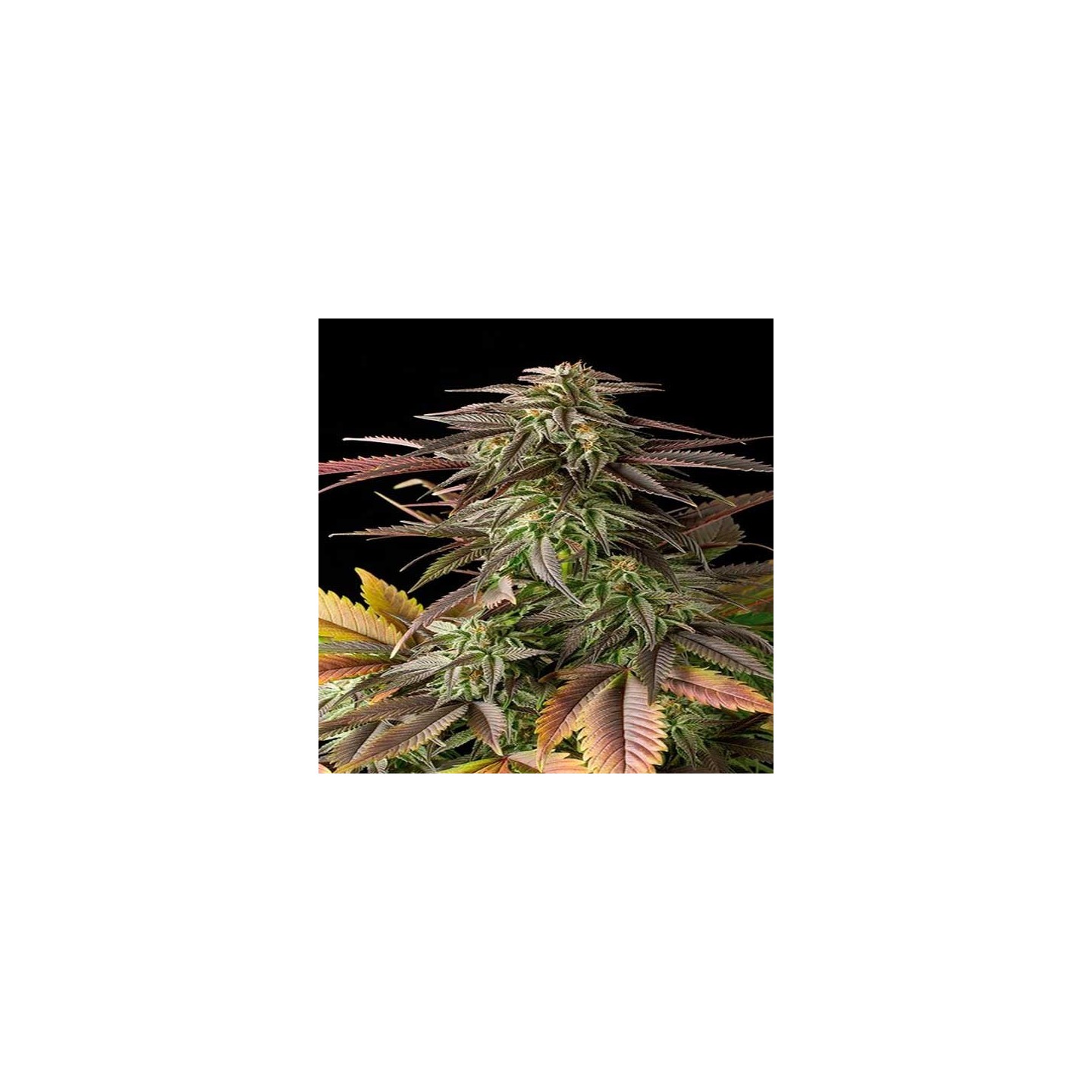 Blue Cheese Feminizada de Big Buddha Seeds