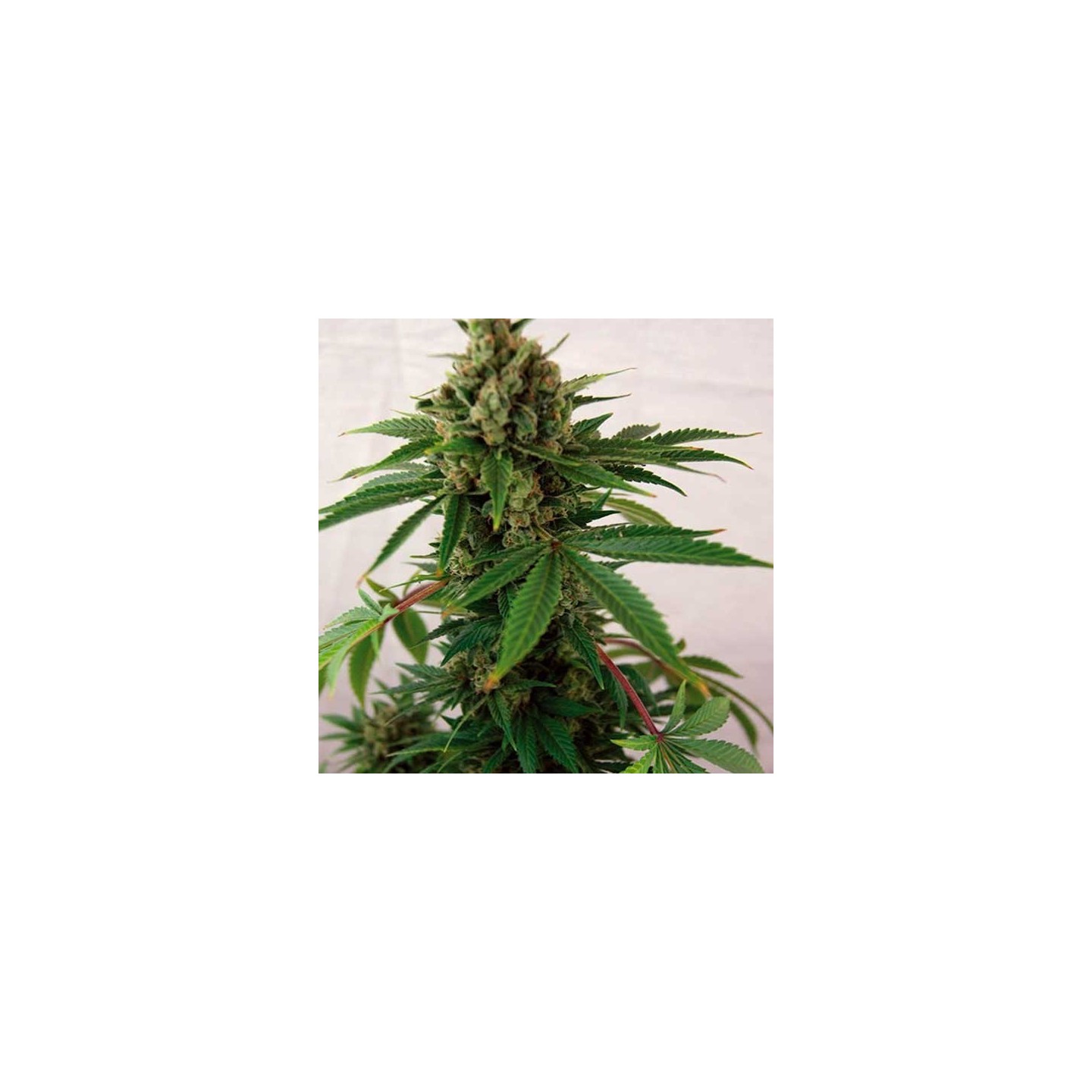 Blue Cheese Autofloreciente Feminizada de Big Buddha Seeds